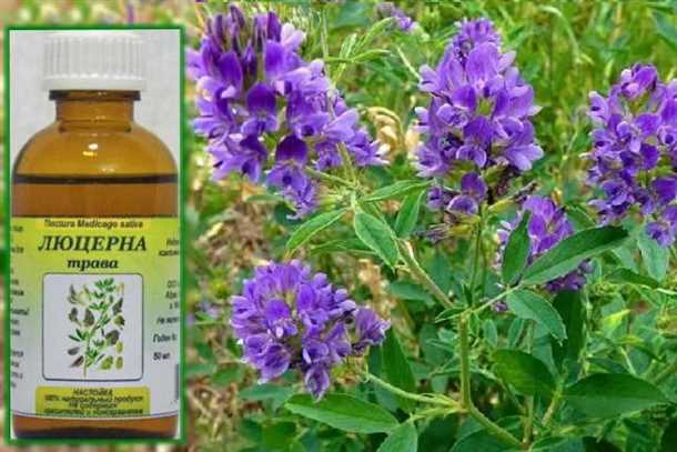 Преимущества люцерны для волос и ногтей: